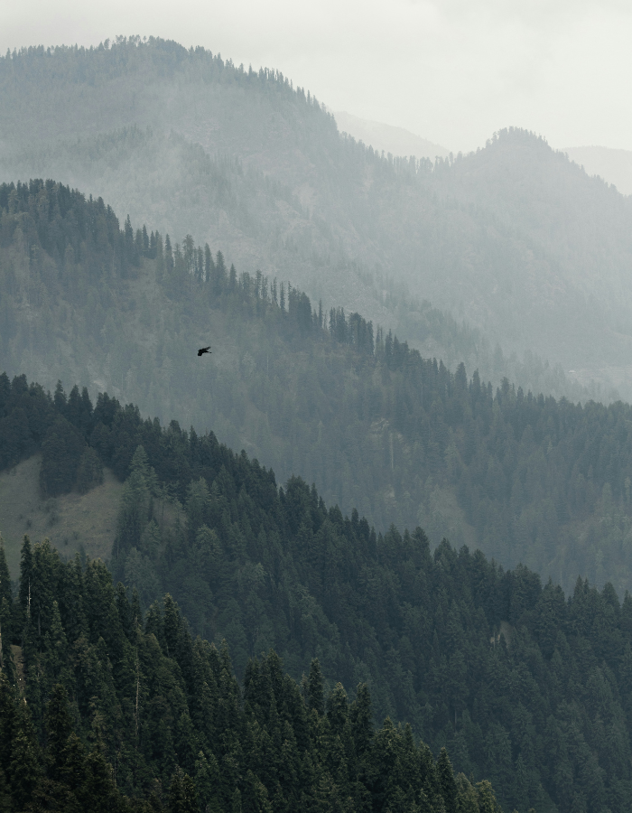 Jalori Pass Himachal Pradesh