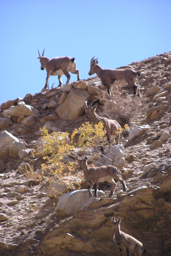 mountain goat himachal pradesh